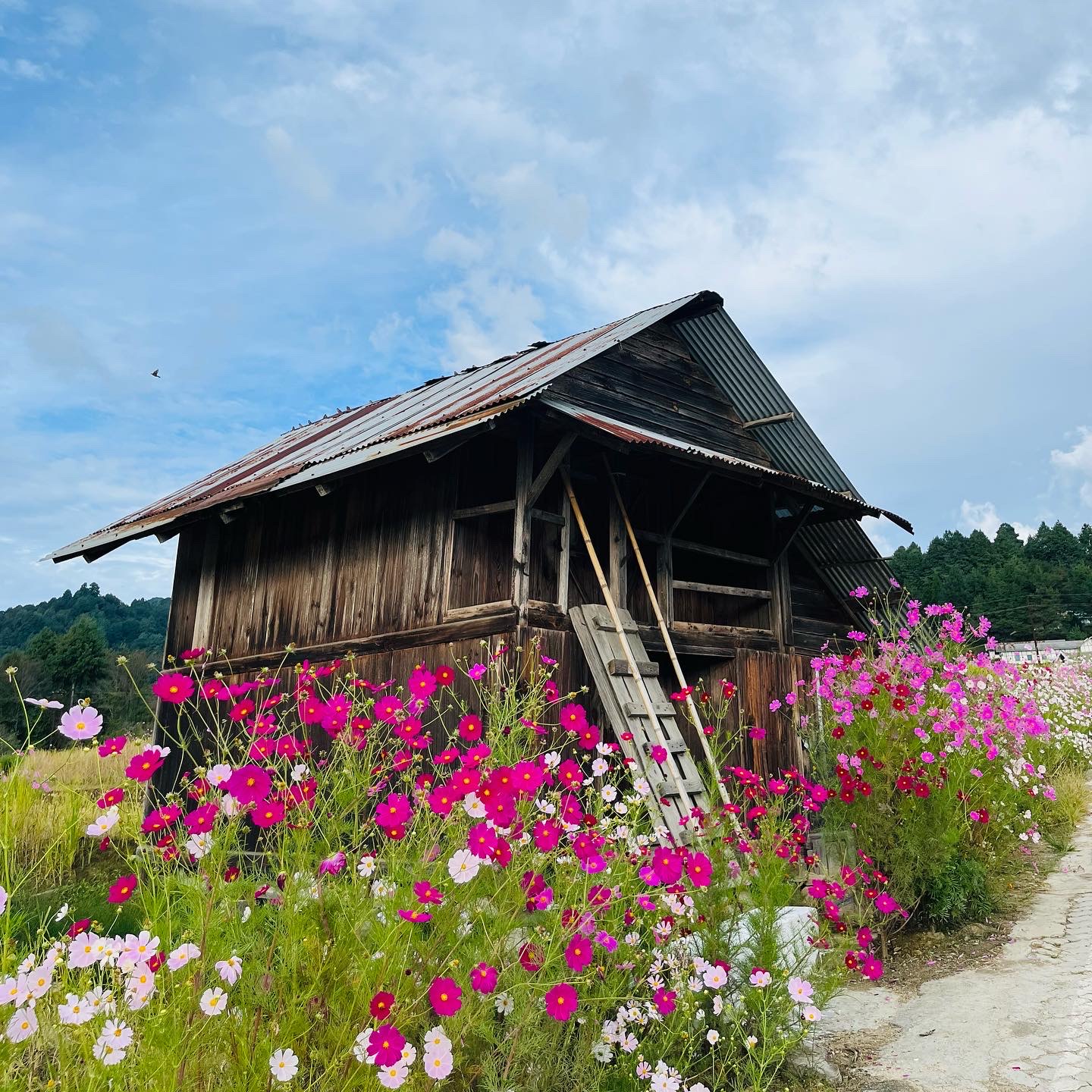 The human side of customer experience.